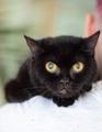Чёрная кошка - крошка Багира в добрые руки