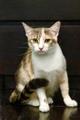 Трехцветная кошка Изюминка в добрые руки