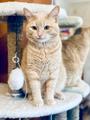 Очаровательный плюшевый котик Персик в дар.