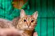 Кошка Жемчужинка - полосатая красавица, в добрые руки