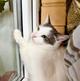 Необычный котик Пломбир в самые добрые руки