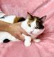 Кошка Пятнашка - трехцветная обаяшка в добрые руки