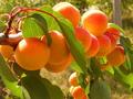 Саженцы плодовых деревьев и крупномеров по доступным ценам