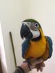 Для любителей экзотики - попугай Ара